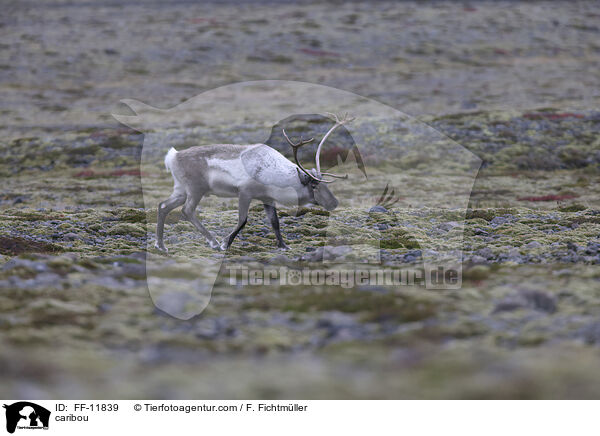 Rentier / caribou / FF-11839