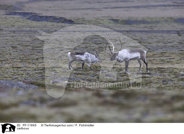 Rentiere / caribous / FF-11845