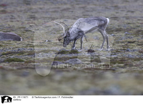 Rentier / caribou / FF-11871