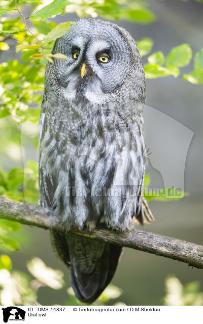 Habichtskauz / Ural owl / DMS-14837