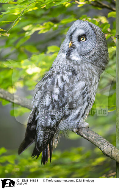 Habichtskauz / Ural owl / DMS-14838