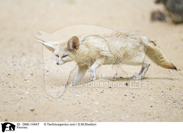 Fennek / Fennec / DMS-14847