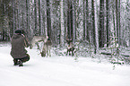 reindeer