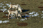 reindeers