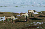 reindeers