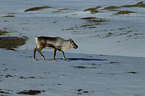 reindeer