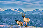 reindeers