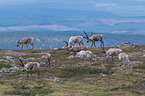 reindeers