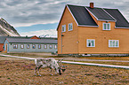 reindeer