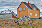 reindeer