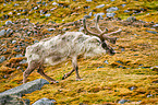 reindeer