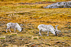 reindeer