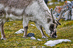 reindeer