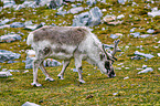 reindeer