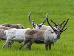 caribous