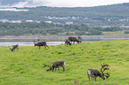 reindeers