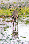 reindeer