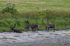 reindeers