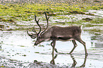 reindeer