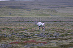 caribou