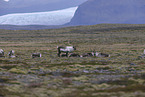 caribous