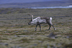 caribou