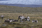 caribous