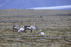 caribous