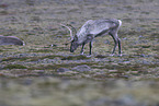 caribou