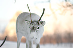 caribou in winter