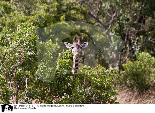 Netzgiraffe / Reticulated Giraffe / MBS-01415