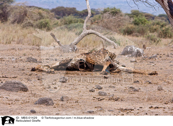 Netzgiraffe / Reticulated Giraffe / MBS-01429