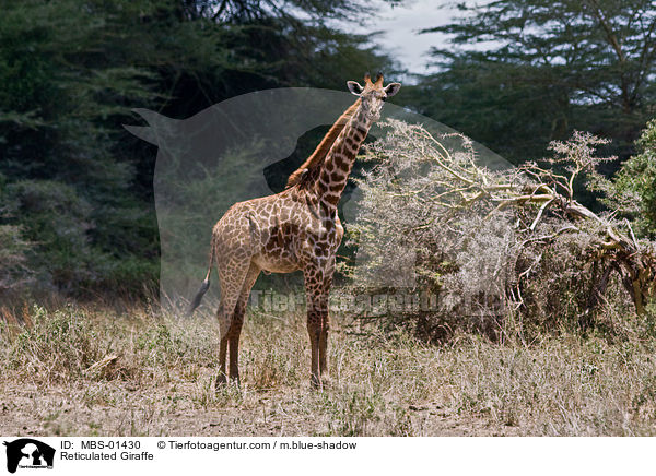 Reticulated Giraffe / MBS-01430