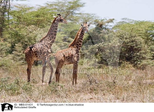 Netzgiraffe / Reticulated Giraffe / MBS-01431