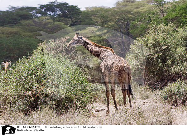 Reticulated Giraffe / MBS-01433