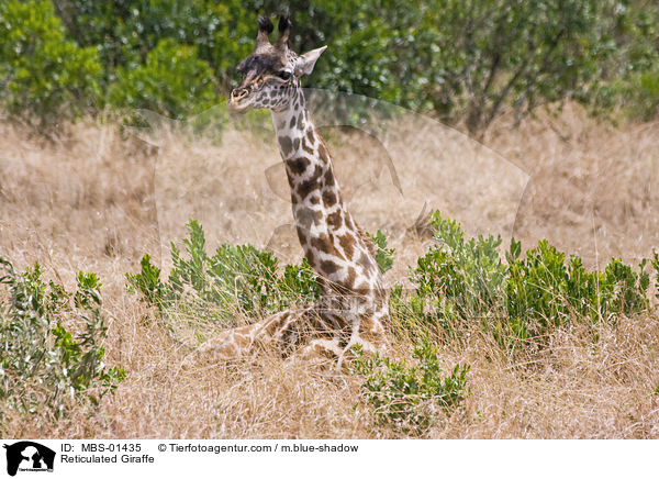 Netzgiraffe / Reticulated Giraffe / MBS-01435