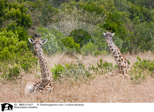 Reticulated Giraffes / MBS-01437