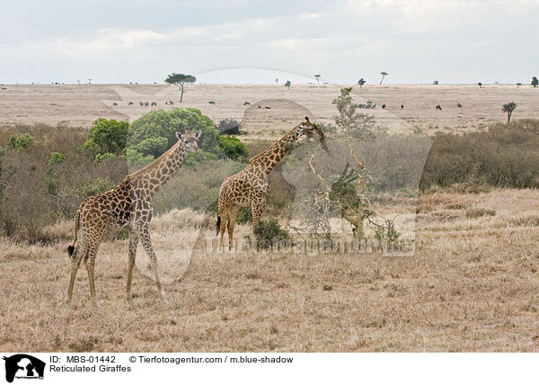 Netzgiraffen / Reticulated Giraffes / MBS-01442