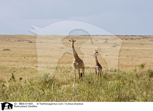 Reticulated Giraffes / MBS-01460