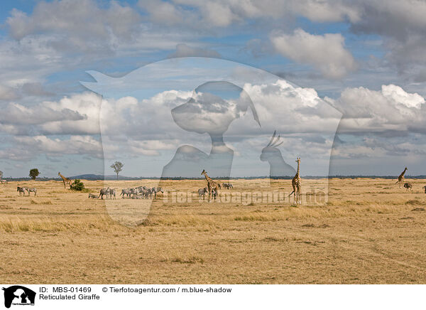 Reticulated Giraffe / MBS-01469