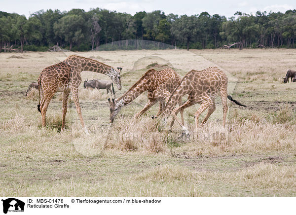 Netzgiraffen / Reticulated Giraffe / MBS-01478