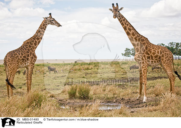 Reticulated Giraffe / MBS-01480