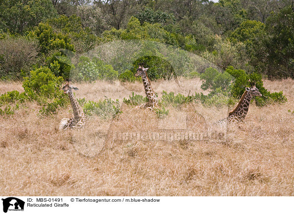 Netzgiraffen / Reticulated Giraffe / MBS-01491