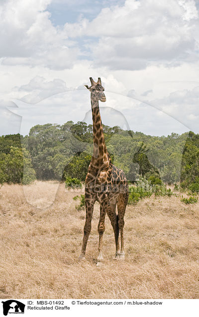 Reticulated Giraffe / MBS-01492
