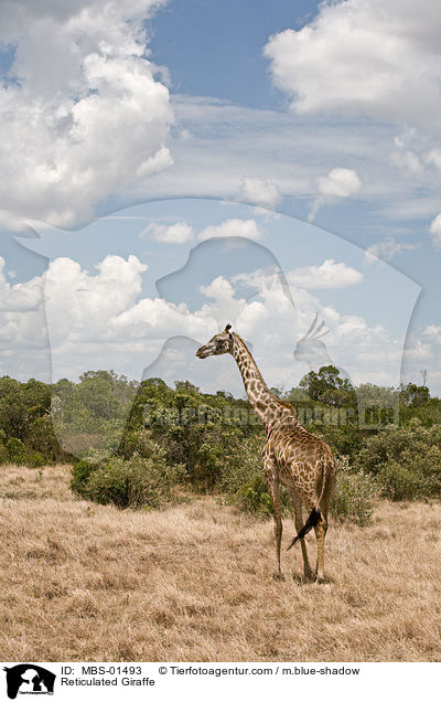 Netzgiraffe / Reticulated Giraffe / MBS-01493