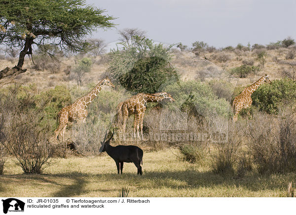 reticulated giraffes and waterbuck / JR-01035