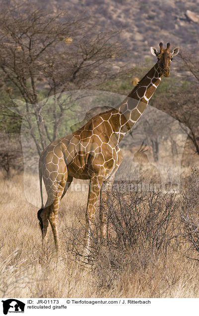 reticulated giraffe / JR-01173
