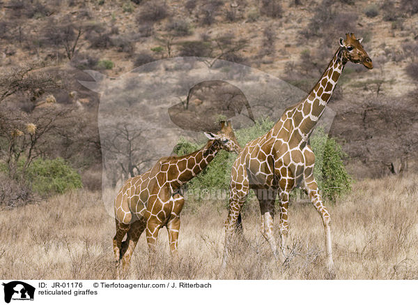 reticulated giraffes / JR-01176