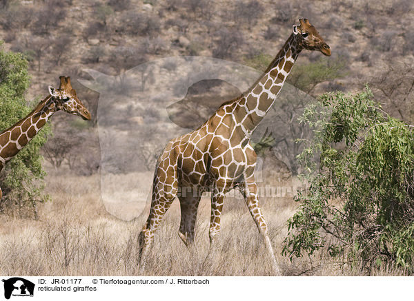 reticulated giraffes / JR-01177