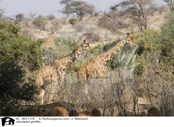 reticulated giraffes / JR-01178